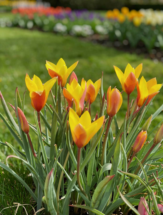 Tulipa clusiana var chrysantha 3